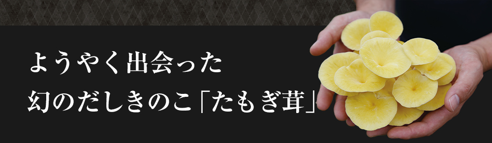 ようやく出会った幻のだしきのこ「たもぎ茸」