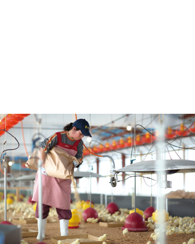 博多のブランド鳥 華味鳥 水炊きのおいしさには鶏にあるとし、養鶏からこだわる「博多華味鳥」、しっかりとした旨みと歯ごたえが特長です。