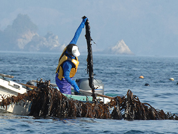 わかめを捕獲している様子